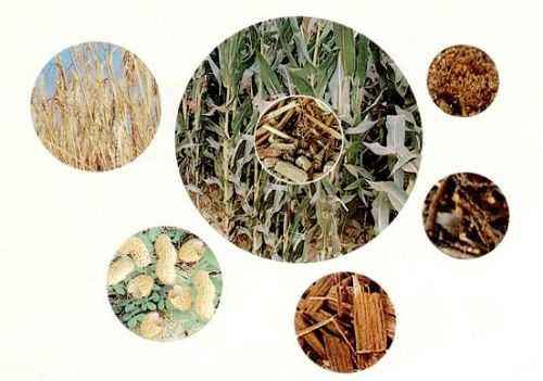 生物質(zhì)的分類 生物質(zhì)的分類